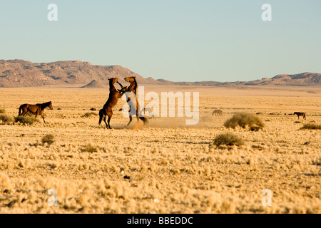 Horses, Aus, Karas Region, Namibia Stock Photo