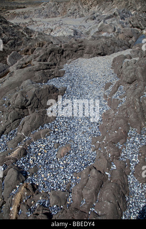 Mass of broken mussel shells on rocks at low tide Worms Head The Gower South Wales UK Stock Photo