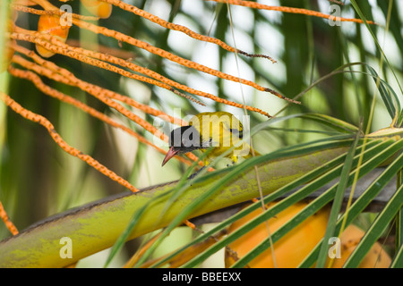 The Black-hooded Oriole (Oriolus xanthornus) perched on a branch of a King Coconut tree. Stock Photo