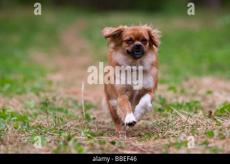 Tibetan spaniel running Stock Photo