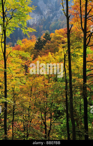 Autumn Forest in Mountains, Bernese Alps, Switzerland Stock Photo