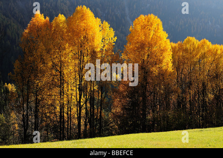 Aspen Trees, Engadin, Switzerland Stock Photo