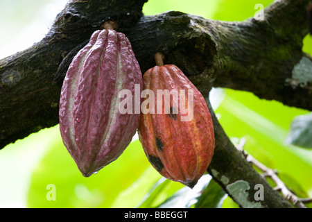 Unripe cocoa pods growing in trunk of cacao tree in Kerala, India Stock ...