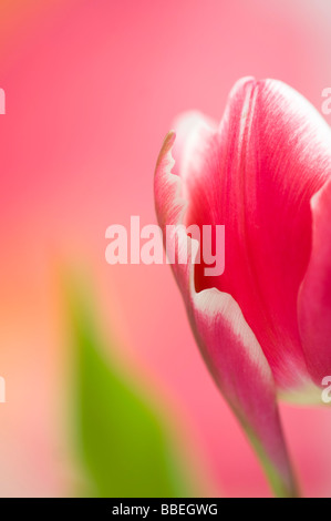 Close-up of Tulip Stock Photo