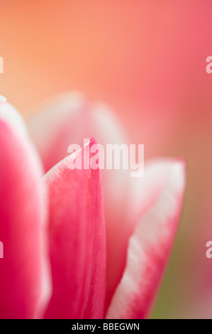 Close-up of Tulip Stock Photo