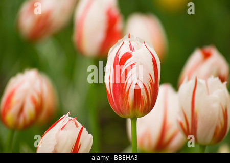 Close-up of Tulips at the Real Jardin Botanico de Madrid, Madrid, Spain Stock Photo