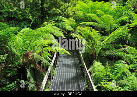 Path, Mount Donna Buang, Yarra Ranges National Park, Victoria, Australia Stock Photo