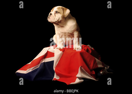 Three month old English Bulldog puppy sitting on a union jack photographed against a black background. Stock Photo