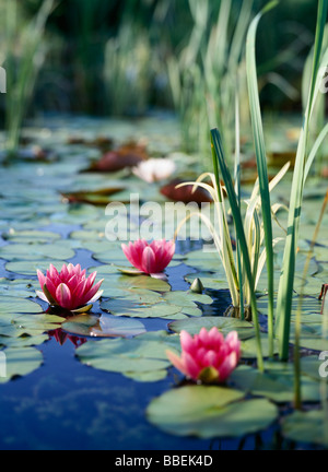 Lily Pads and Lotus Flowers Stock Photo