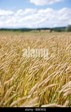 Wheat Field, Burlington, Ontario, Canada Stock Photo