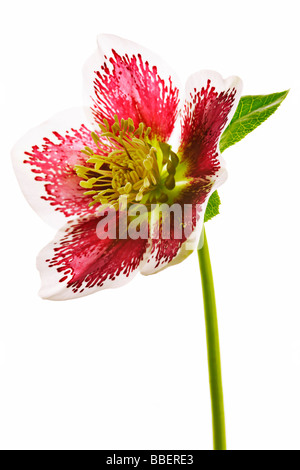 Helleborus - Christamas rose Stock Photo