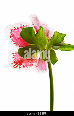 Helleborus - Christamas rose Stock Photo