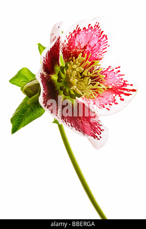 Helleborus - Christamas rose Stock Photo