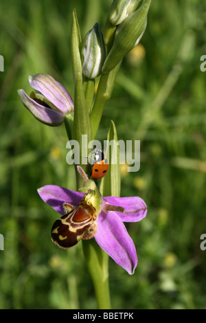 Bee Orchid Ophrys apifera With Seven-Spot Ladybird Coccinella septempunctata Stock Photo