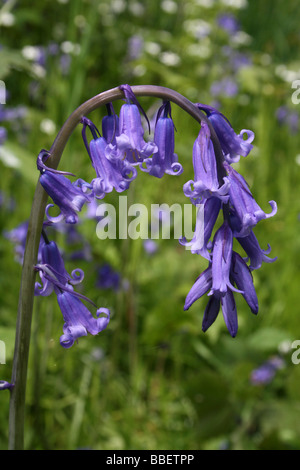 Common English Bluebell Hyacinthoides non-scripta Stock Photo