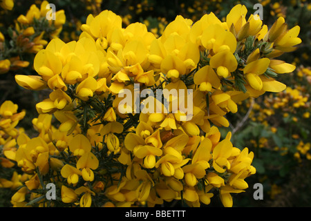 Common Gorse Ulex europaeus Stock Photo