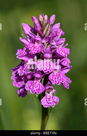 Common Spotted-orchid Dactylorhiza fuchsii x Northern Marsh-orchid Dactylorhiza purpurella Hybrid Stock Photo