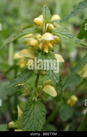 Yellow Archangel Lamiastrum galeobdolon Stock Photo