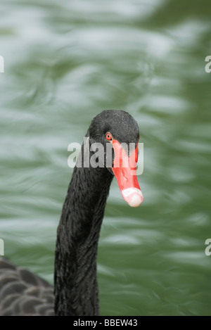 Black swan in pond, close-up Stock Photo
