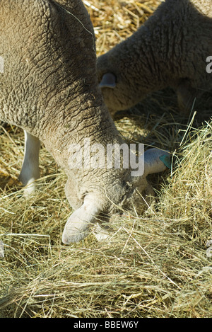 Sheep eating hay, close-up Stock Photo