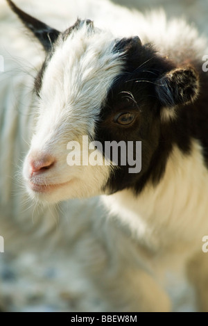 Kid goat, close-up Stock Photo