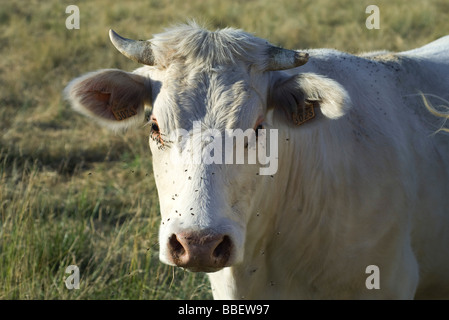 White cow in pasture, close-up Stock Photo