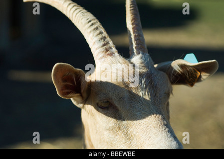 Goat with horns, close-up Stock Photo