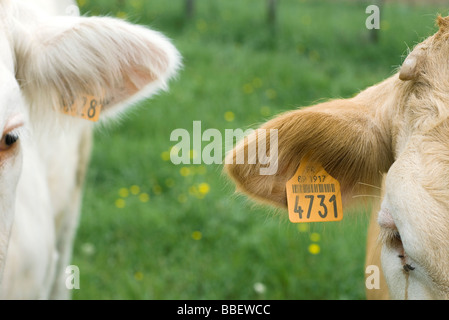 Cows with tagged ears, close-up Stock Photo