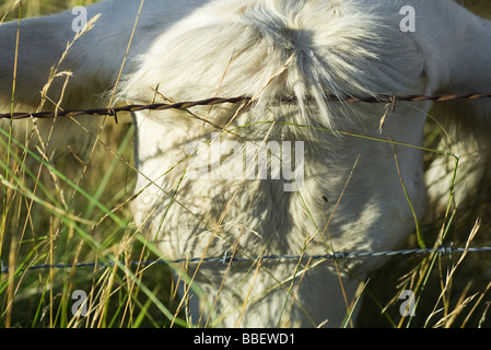 Cow leaning head against barbed wire, close-up Stock Photo