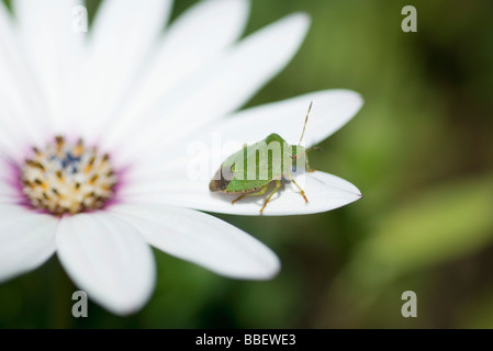 Green stink bug on flower Stock Photo