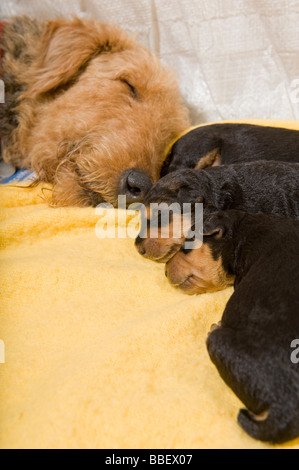Airedale puppies with mother Stock Photo