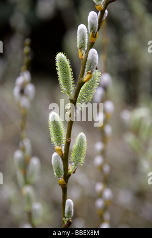 MacKenzie's Willow, Salix prolixa, Salicaceae, Native to California and Western USA Stock Photo