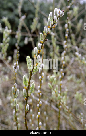 MacKenzie's Willow, Salix prolixa, Salicaceae, Native to California and Western USA Stock Photo