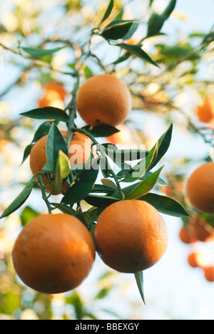 Orange tree heavy with ripening fruit Stock Photo