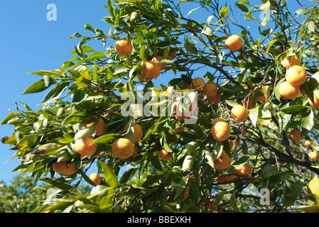 Orange tree heavy with ripe fruit Stock Photo