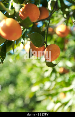 Oranges ripening on branch Stock Photo