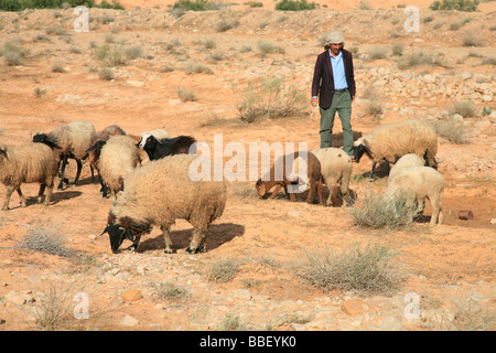 Shepherd tending his herd of sheep near Tataouine, Tunisia Stock Photo