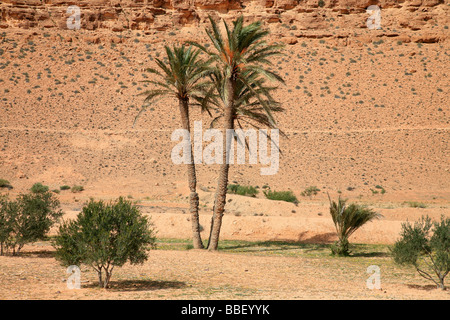 Oasis in the middle of the desert near Tataouine, Tunisia Stock Photo
