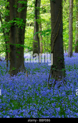 Bluebells in Standish Wood in the Cotswolds near Stroud, Gloucestershire, England. Stock Photo