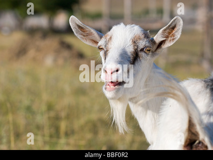 portrait of a goat on a green meadow in mountains Stock Photo