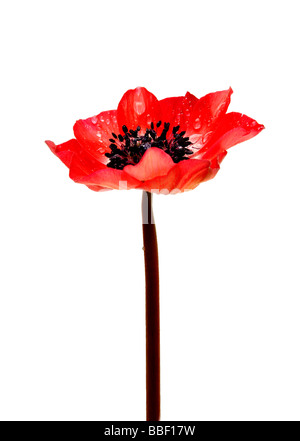 A red anomone flower on a white studio background Stock Photo