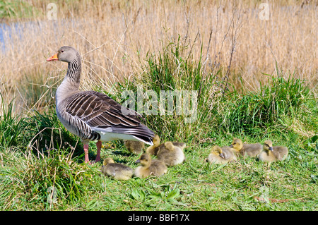 A Greylag Goose Keeps Watch as Her Gaggle of Eight Goslings Rest Stock Photo