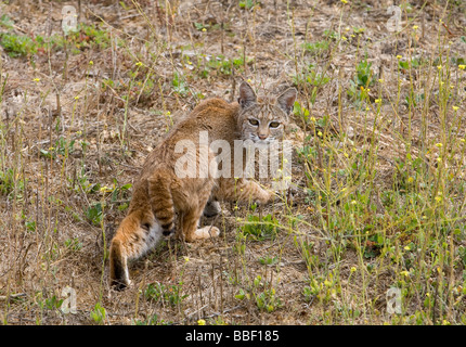 A bobcat looks for food in a meadow. Stock Photo