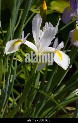 Yellow And White Dutch Irises ( Iris × Hollandica )blooming In A Lush 