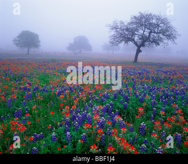 Wildflowers cover the foggy Texas landscape filled with Texas bluebonnets and Indian paintbrush in the Hillcountry Texas Stock Photo