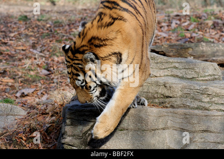 A Close up Photo of a Tiger Stock Photo