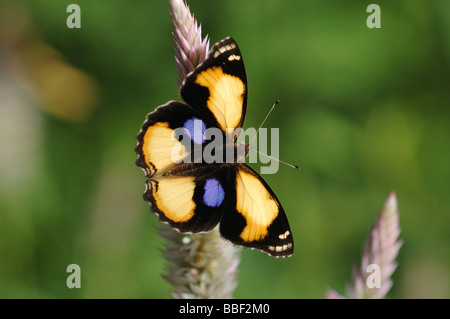 Yellow Pansy butterfly Junonia hierta in the tropical rainforest of Khao Sok National Park Southern Thailand May 2007 Stock Photo