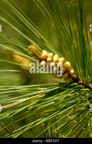 small pine cones on pine brancg Stock Photo