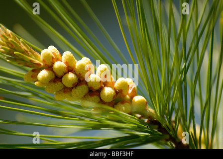 small pine cones on pine brancg Stock Photo