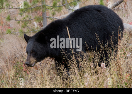 Black Bear (Ursus americanus) out looking for food Stock Photo